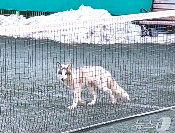 지난 11일, 전주 덕진체련공원 테니스장에서 목격된 마블폭스.(전주시 제공. 재판매 및 DB 금지)/뉴스1