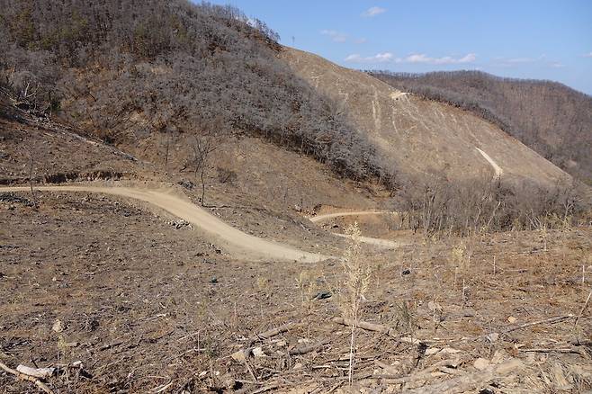 2025년 2월28일 경남 밀양 춘복산. 2년9개월 전인 2022년 5월 산불이 일어났다. 막대한 돈·인력이 투입돼 재개발식 벌채와 조림이 이뤄졌다. 여전히 황량한 모습이다. 줄지어 식재된 편백들은 누렇게 고사해 있다. 사진 왼쪽 위 남은 소나무 단순림 구역은 벌목이 예정돼 있다. 사진 오른쪽은 물오리나무·느릅나무·감태나무·때죽나무 등 활엽수로 이뤄진 숲이다.