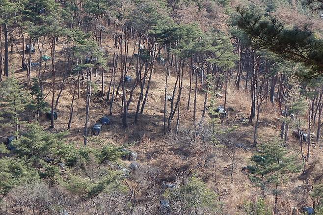 2025년 2월28일 경남 밀양 상동면의 한 숲. 누렇게 고사한 소나무와 살아 있는 소나무, 방제로 훈증 무더기가 된 소나무가 섞여 있다. 경남 지역에서 아주 흔한 광경이다.