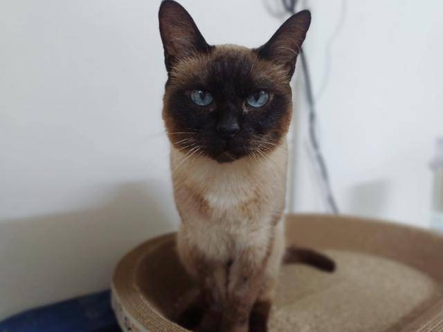 샴고양이 샤넬은 사람을 너무 좋아하는 '개냥이'다. 동물과함께행복한세상 제공