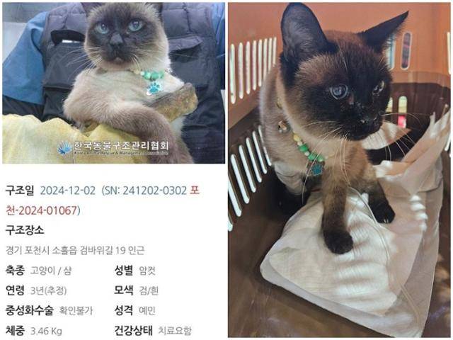 발견 당시 알록달록한 목걸이를 하고 있던 샤넬. 동물과함께행복한세상 제공