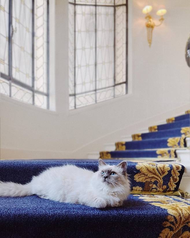 각 호텔마다 있는 고양이 / 사진=외트커 컬렉션