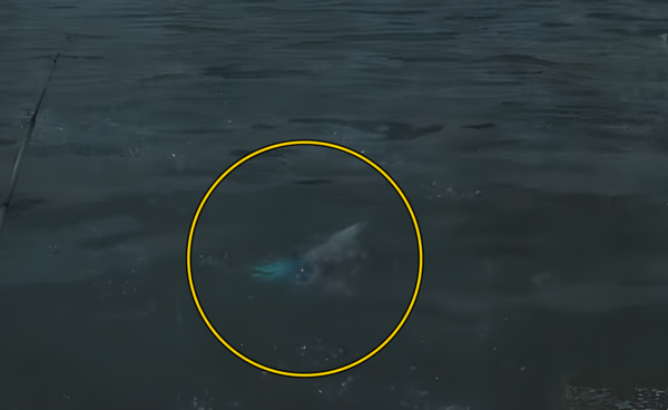 - 검은 바탕에 홀로 파랗게 빛나기 때문에 구분하기 쉽다&nbsp;