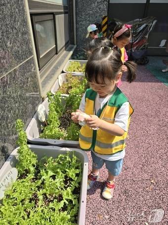 강남구 상자텃밭을 이용하는 어린이.(강남구청 제공)