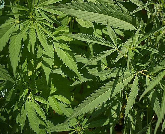 마약성 진통제에서 중독 위험을 없앤 화합물 개발에 활용된 마약 대마초. 사진 출처 위키미디어