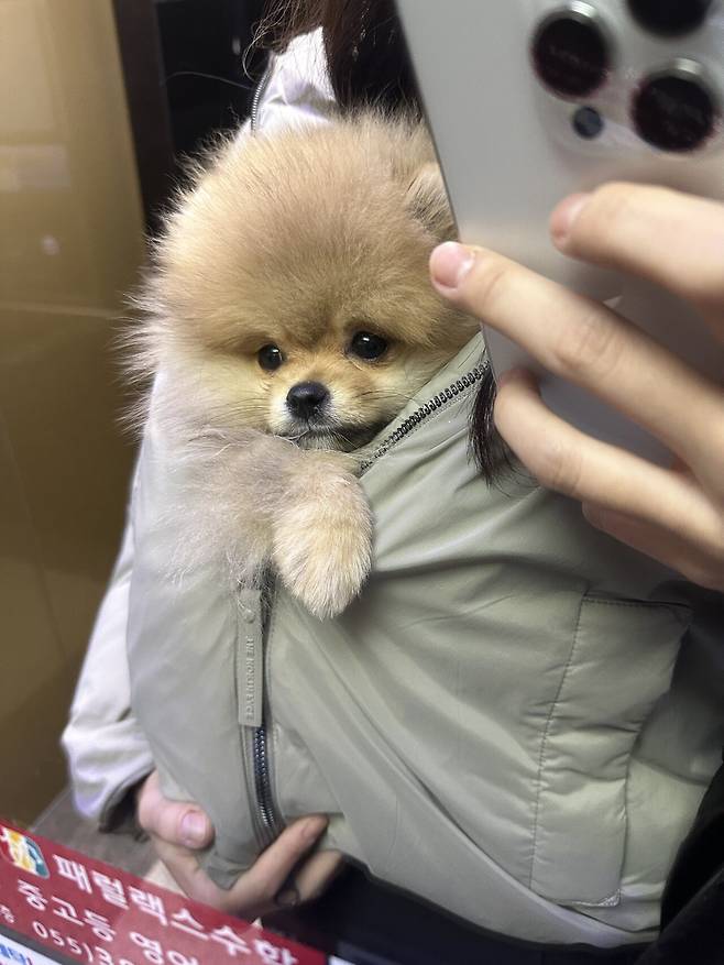 IMG_9410.jpeg 우리집 4개월 포메라니안 첫애견카페 보구가