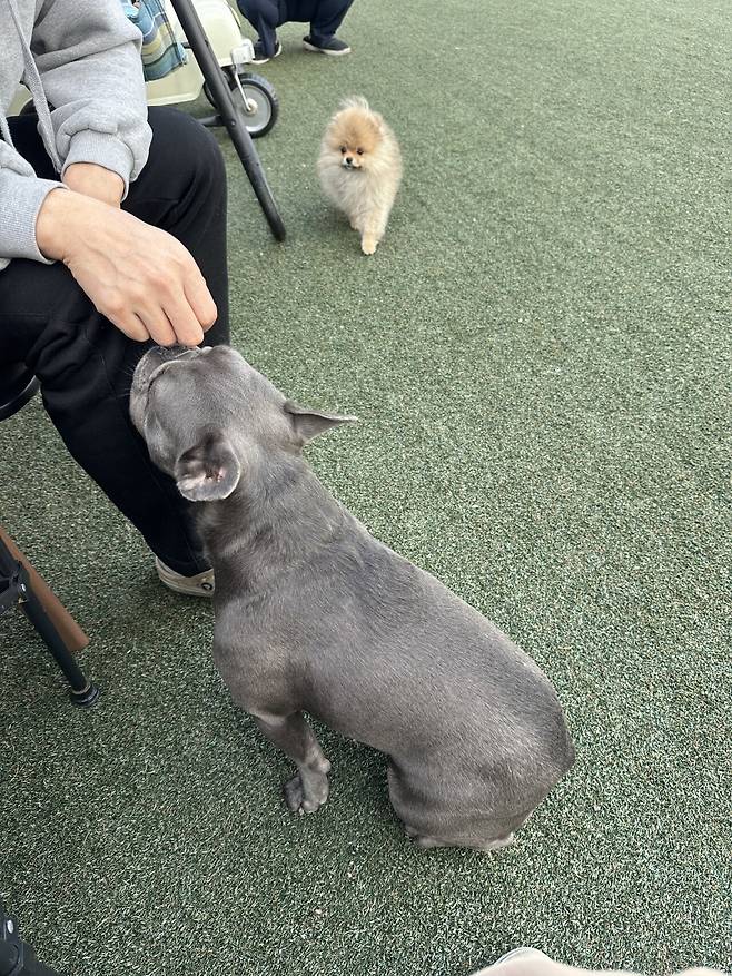 IMG_9445.jpeg 우리집 4개월 포메라니안 첫애견카페 보구가