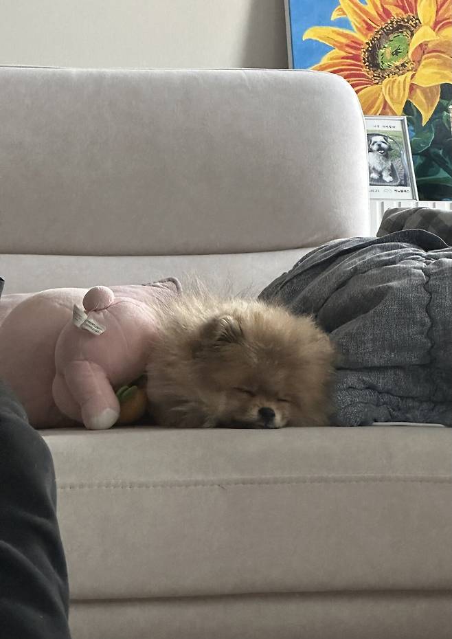 IMG_9440.jpeg 우리집 4개월 포메라니안 첫애견카페 보구가
