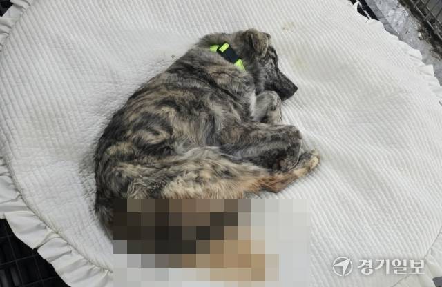 3살 된 강아지 ‘호반이’가 지난 2월27일 인천수의사회 유기동물보호소에서 혈변과 혈뇨 등의 증상을 보이며 쓰러져 있다. 독자 제공
