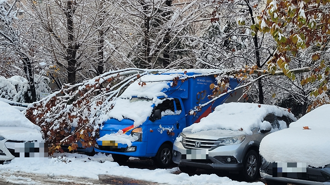 지난 겨울 서울 마포구 한 대단지 아파트에서 폭설에 나무가 차 위로 쓰러졌다. 아파트 관리사무소 제공