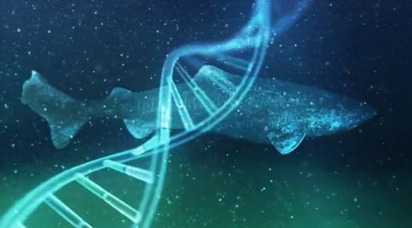 그린란드 상어 자료사진