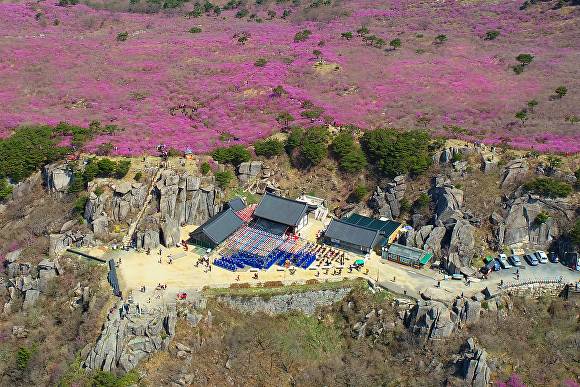달성군 비슬산 참꽃풍경 [사진=달성군]