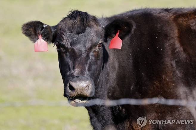 미국 캘리포니아주 목장의 소 [EPA 연합뉴스 자료사진. 재판매 및 DB 금지]