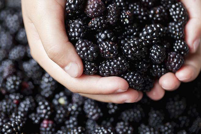 짙고 얕은 보라색 과일과 채소는 여러 모로 건강에 좋다. 이들 식품 속 안토시아닌 때문이다. 오디(뽕나무 열매), 블랙베리, 블루베리 등 베리류 외에도 잘 챙겨 먹으면 좋은 식품이 꽤 많다. [사진=게티이미지뱅크]