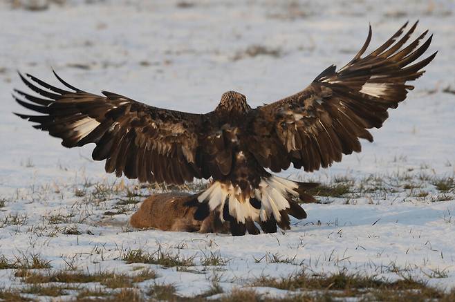고라니 사체로 달려든 검독수리 꼬리 중간이 유난히 흰색이다. 5년 후엔 검게 변할 것이다.