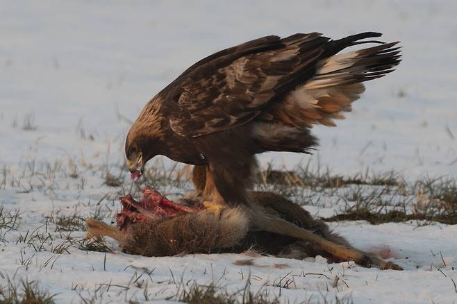 고라니와 검독수리 크기가 비교된다.