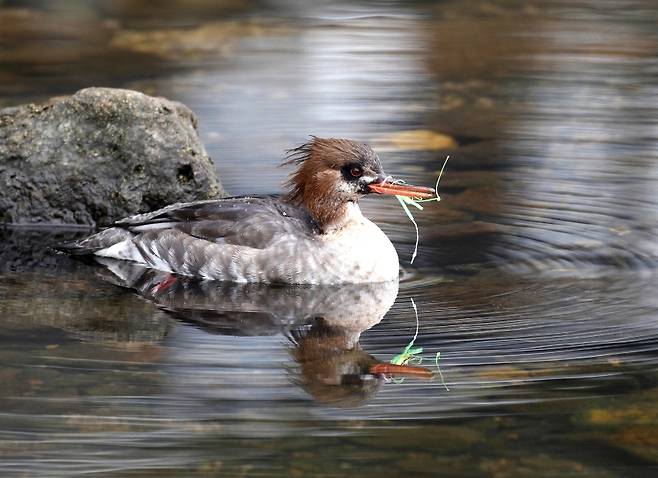 레저용 낚시도구에 부리가 얽힌 바다비오리(사진, 한국해양과학기술원·장성래)