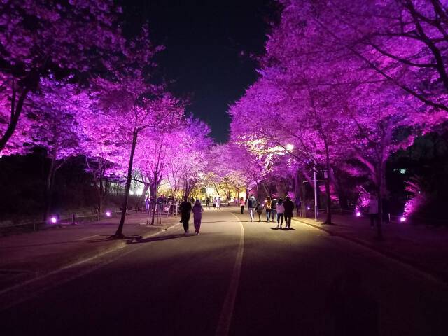 인천대공원 벚꽃길. 인천대공원제공.