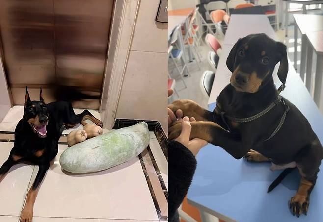 반려견 '조커'와 '리틀조커'의 사진 /사진=위챗 갈무리