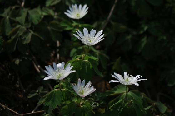 지난해 봄 촬영한 꿩의바람꽃.