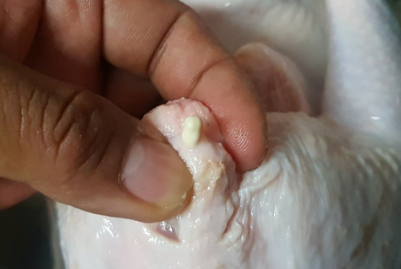 생닭에서 발견된 노란색 이물질.[X(구 트위터) 갈무리]