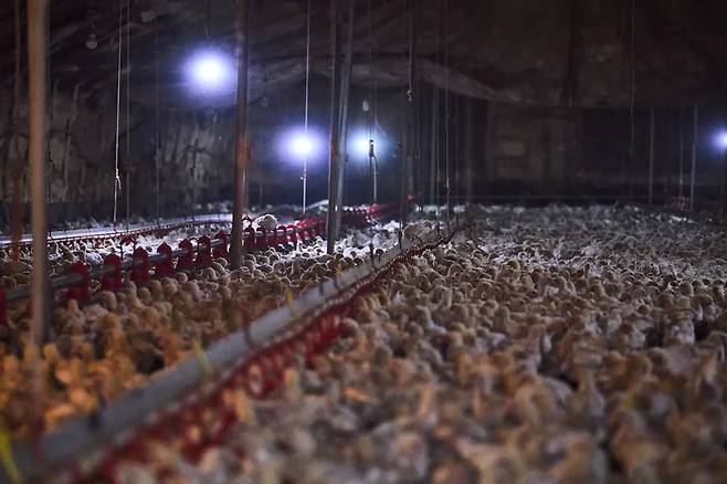 한 닭 사육 농가 모습.[동물해방물결 제공]