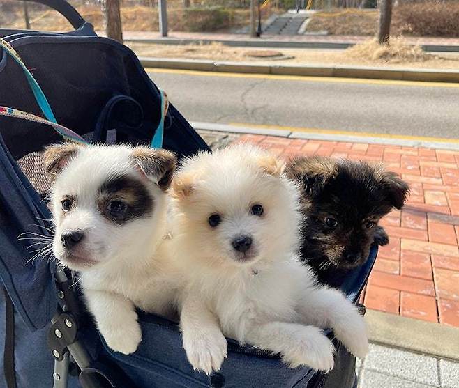 노들(왼쪽 첫 번째)이가 동배들과 개모차 산책을 하고 있다. (사진 서울동물복지지원센터) ⓒ 뉴스1