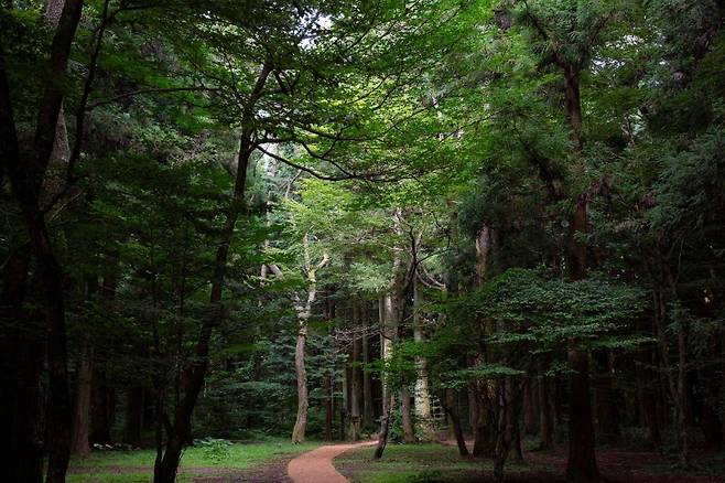 사려니숲길(사진, 비짓제주)