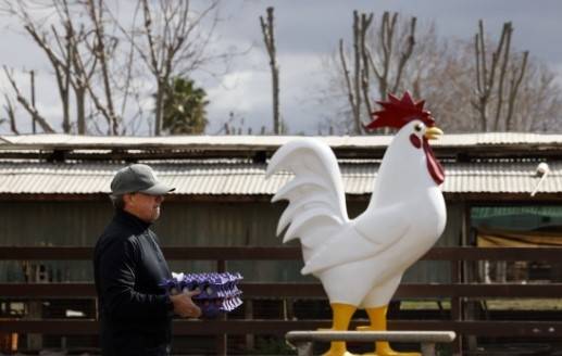 ▲미국 캘리포니아의 한 가금류 농장에서 달걀을 사는 주민 [연합뉴스]