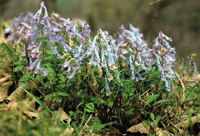 제 이름은  ‘현호색’ 이에요. 꽃잎이 쇠뿔 모양인 쇠뿔현호색, 털이 많은 털현호색, 꽃받침조각이 갈퀴 모양인 갈퀴현호색 등 다양하답니다. 돌베개 출판사 제공