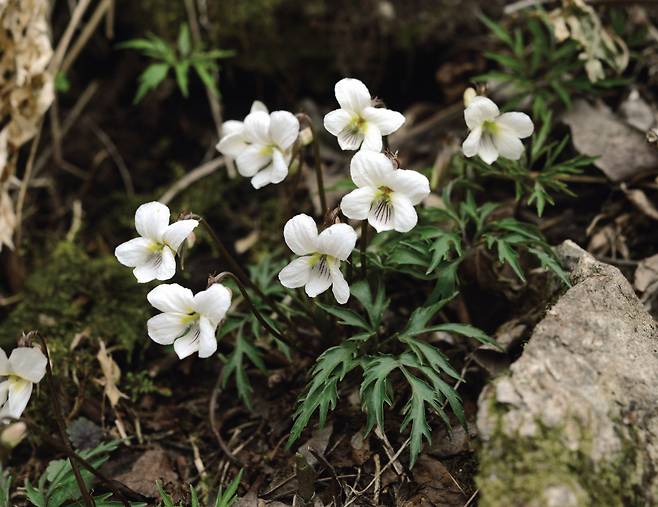 3 남산제비꽃: 코끝을 스치는 진한 향기!