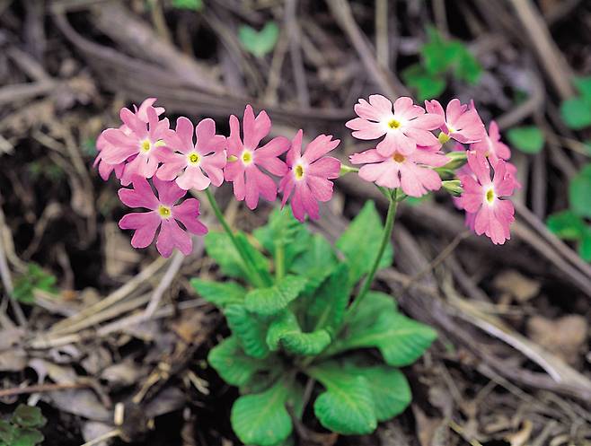 9 설앵초: 주로 고산지에서 자란대요.