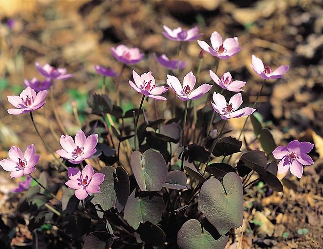 10 깽깽이풀: 꽃은 예쁘고 이름은 귀엽죠?