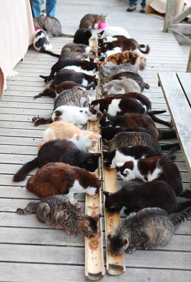 ‘냥이 공화국’에서는 매일 정오 고양이 40여 마리가 한데 모여 점심 식사를 한다. ⓒ이용한 제공