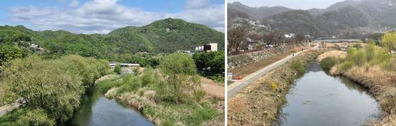 전북 전주시 도심을 가로지르는 전주천과 삼천 일대 버드나무 260여 그루가 2023년 3월 전후로 잘려 나갔다. 사진은 전주천 일대로 벌목 전(왼쪽)과 후 모습. 사진 전북환경운동연합