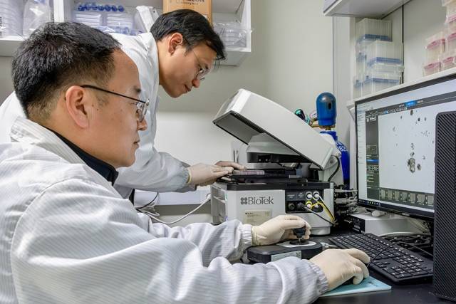 지방간 인공장기를 관찰하는 화학연 연구팀. 사진 제공=한국화학연구원