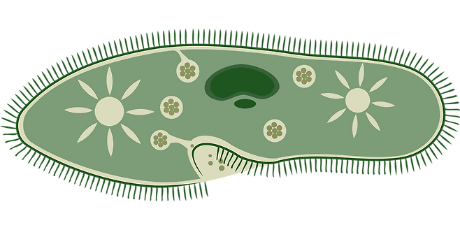 일러스트로 그려진 미생물 이미지