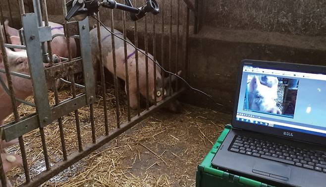 영국 과학자들은 돼지의 표정에서 스트레나통증 여부를 감지하는 AI인 인텔리피그(Intellipig)를 개발했다/ SRUC