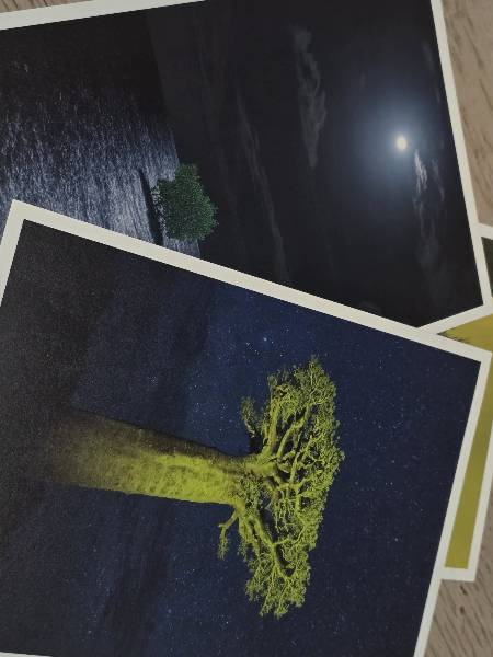 아주머니가 샛별씨에게 선물한 나무 엽서들. 나무 사진가인 이열 작가의 '남도 나무' 사진전에 전시됐던 사진이다. 이 작가는 "제 나무 사진이 학생에게 작은 위안이 되었길 바란다"고 전해왔다./사진=샛별씨 제공