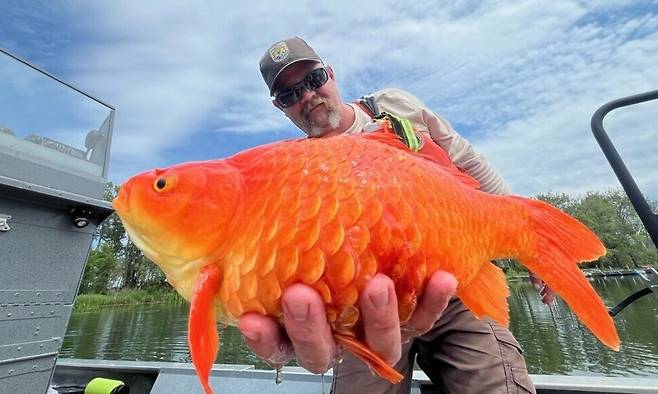 지난달 26일(현지시각) 미국 어류 및 야생동물관리국은 ‘생태교란종 인식 주간’을 맞아 금붕어가 유기된 뒤 1.8㎏까지 자라난 모습을 공개했다. 미국 어류 및 야생동물관리국 페이스북
