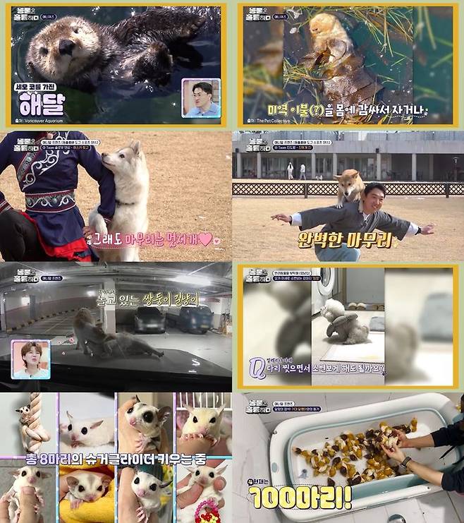 [서울=뉴시스] KBS 2TV '동물은 훌륭하다'가 지난 17일 방송됐다. (사진=KBS 2TV '동물은 훌륭하다' 제공) 2025.03.18. photo@newsis.com *재판매 및 DB 금지