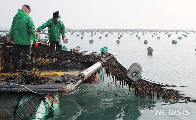 [무안=뉴시스] 물김을 채취하는 어민들. photo@newsis.com