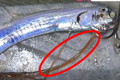 지난 12일 일본 미야자키현 니치난시의 아부라츠 항구에서 고등학생들이 낚은 새끼 산갈치로 추정되는 물고기. 대형 산갈치의 특징 중 하나인 붉은색 머리 지느러미(붉은 원)가 확인됐다. mrt미야자키방송 캡처
