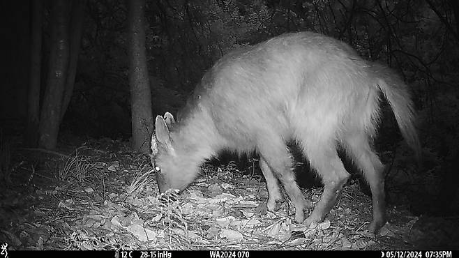 지난해 무인센서 카메라로 촬영한 산양 [야생생물보전원 제공. 재판매 및 DB 금지]