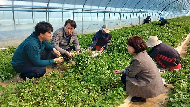 [세종=뉴시스] 농촌진흥청은 최근 남부 지역에서 고구마 조기재배가 증가함에 따라 국내 육성 품종인 호박고구마 '호풍미'와 꿀고구마 '소담미'의 재배 기술을 19일 소개했다. 사진은 곽도연 국립식량과학원장이 이날 전북 김제의 고구마 재배 농가를 방문해 현장을 점검하고 있는 모습. (사진=농진청 제공) 2025.03.19. photo@newsis.com *재판매 및 DB 금지