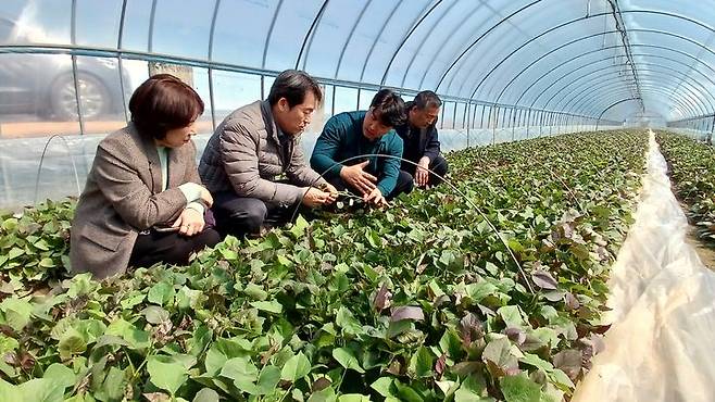 [세종=뉴시스] 농촌진흥청은 최근 남부 지역에서 고구마 조기재배가 증가함에 따라 국내 육성 품종인 호박고구마 '호풍미'와 꿀고구마 '소담미'의 재배 기술을 19일 소개했다. 사진은 곽도연 국립식량과학원장이 이날 전북 김제의 고구마 재배 농가를 방문해 현장을 점검하고 있는 모습. (사진=농진청 제공) 2025.03.19. photo@newsis.com *재판매 및 DB 금지