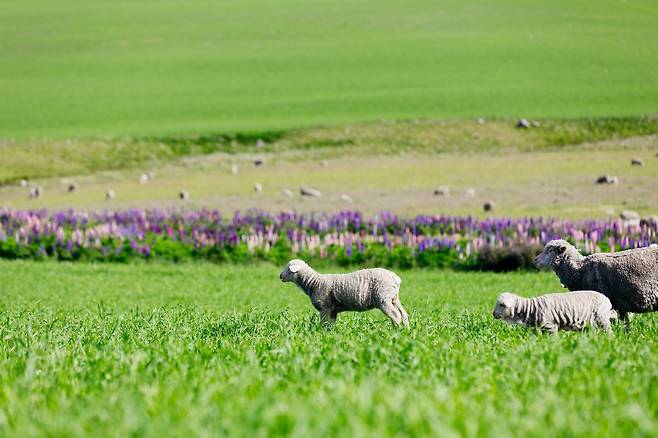게티이미지뱅크