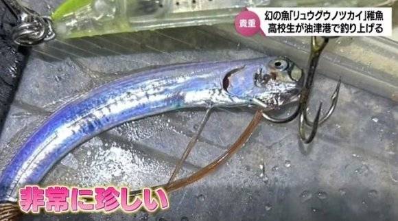 '종말의 날 물고기(Doomsday fish)'로 불리는 심해어인 산갈치 새끼가 일본 항구에서 잡혔다. MRT 미야자키 방송 캡처. /사진=뉴시스