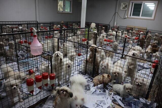 지난 2023년 경기 화성시의 한 허가 번식장에서 개 1420여 마리가 구조됐다. 당시 현장에서는 어미 개의 배를 가르거나 죽은 개의 사체를 냉동고에 보관하는 등 동물학대 정황이 드러났다. 화성시허가번식장 동물구조단체연합 제공