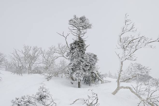한라산 국립공원 내 구상나무 군락지. 죽어가는 구상나무가 이상하리만큼 아름답고 슬퍼 보였다. 문재원 기자